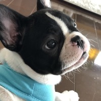 ダリ