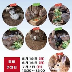 第11回 うさぎの里親会