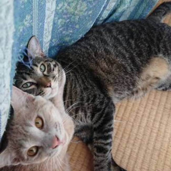 コチャケのカバー写真