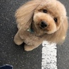 カット直後のゆず 