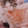 子猫 2~3か月 (茶、白黒)