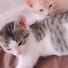 子猫 2~3か月 (茶、白黒) サムネイル2
