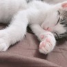 子猫 2~3か月 (茶、白黒) サムネイル3