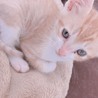 子猫 2~3か月 (茶、白黒) サムネイル4