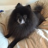 とても元気な黒ポメラニアン人懐っこいです サムネイル2