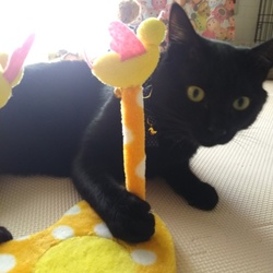 「新しいおもちゃ」サムネイル1