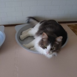 「新しいおもちゃ」サムネイル2