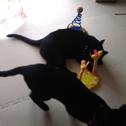 「新しいおもちゃ」サムネイル3