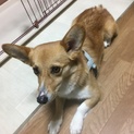 コーギー メス 2歳 避妊手術済み
