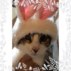 「早いもので…こゆき２歳」サムネイル2