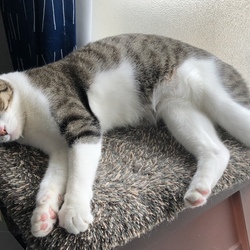 「早いもので…こゆき２歳」サムネイル3