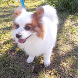 お散歩が大好きなチロ君12才