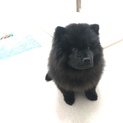 希少 黒いチャウチャウ 子犬 5カ月