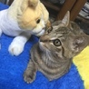 トラ