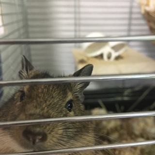 諸事情により里親さん募集！