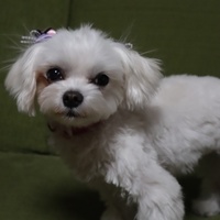 しぇりり