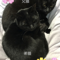 くうちゃん