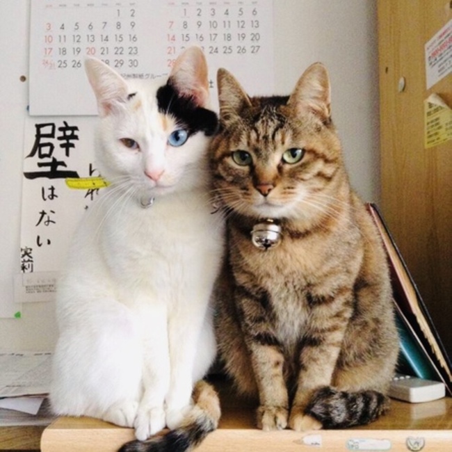 PKKのカバー写真
