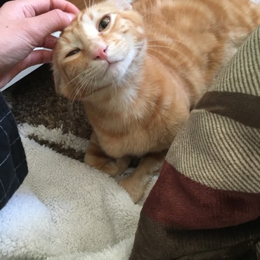 ゴロゴロスリスリ大好き！