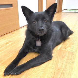 静かな環境でまた幸せ掴みたい！黒MIX犬Qoo