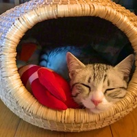 おしお