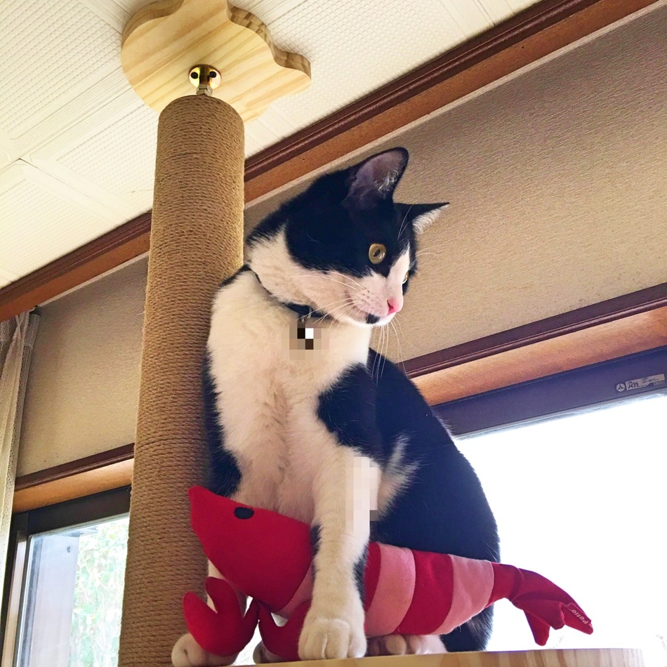 わさびのカバー写真