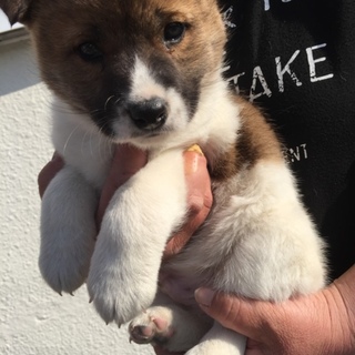 すっごく人懐っこい 人間大好きな男の子