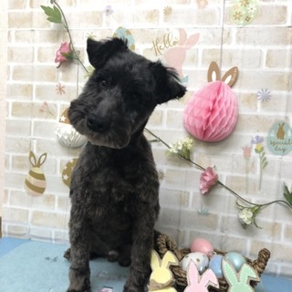 とっても穏やかな男の子です