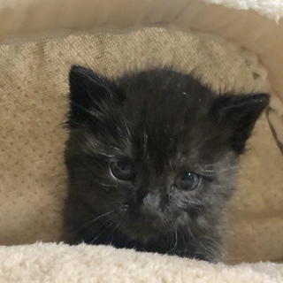 幸福を運ぶ黒猫ちゃん、コンブ君。