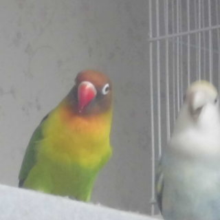 ２月生まれのボタンインコです