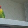 ２月生まれのボタンインコです サムネイル3