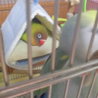 ２月生まれのボタンインコです サムネイル4