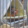 ２月生まれのボタンインコです サムネイル5