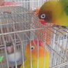 ２月生まれのボタンインコです サムネイル7