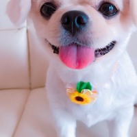 ちゅら