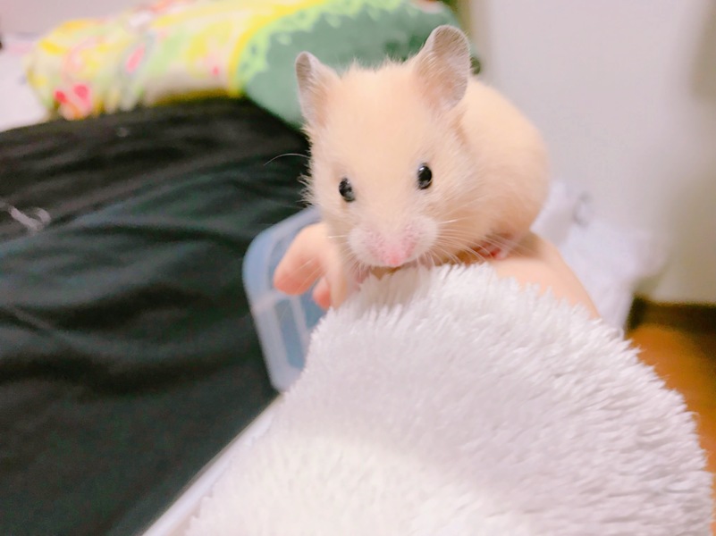 急募 キンクマハムスタ 静岡県 小動物の里親募集 ペットのおうち 月間利用者150万人