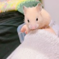 【急募】キンクマハムスターの赤ちゃん