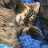 ぐっすり寝てます