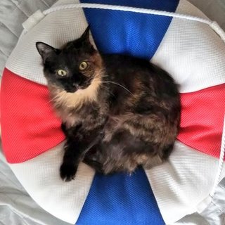 賢くて用心深いごろごろガール‼️半長毛サビ猫