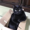 ヤマクルリ