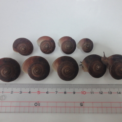 「「カンちゃん２世」孵化から10ヶ月（4/28）」サムネイル2