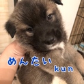 めんたい kun ⭐️ 8週齢