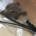 デグー赤ちゃん