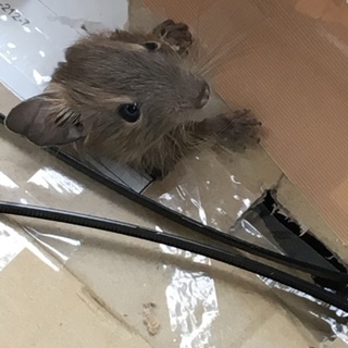 デグー赤ちゃん