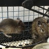 デグー赤ちゃん サムネイル2
