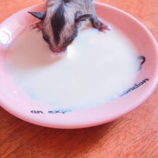 フクロモモンガ.男の子の赤ちゃん