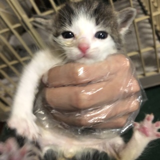 大切な家族として迎えてくださる方