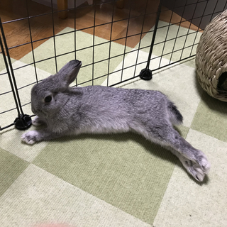 元気なウサちゃんを飼っていただけませんか？