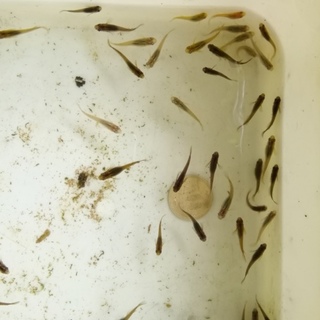 素敵な里親さまに出逢えました。感謝！