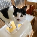 里親さま決まりました☆